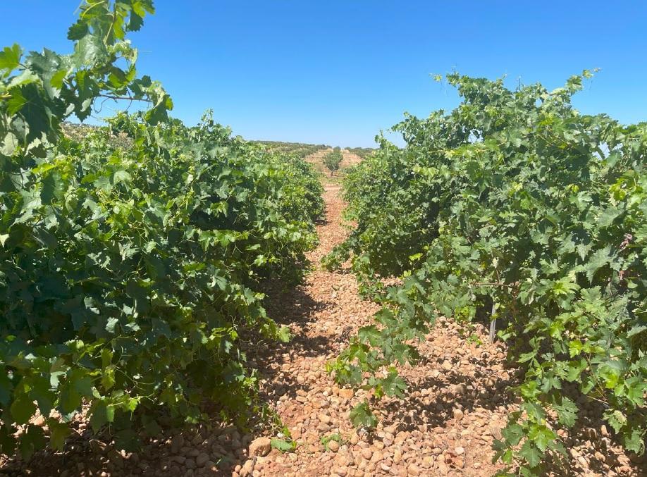 For sale of land in Ciudad Real