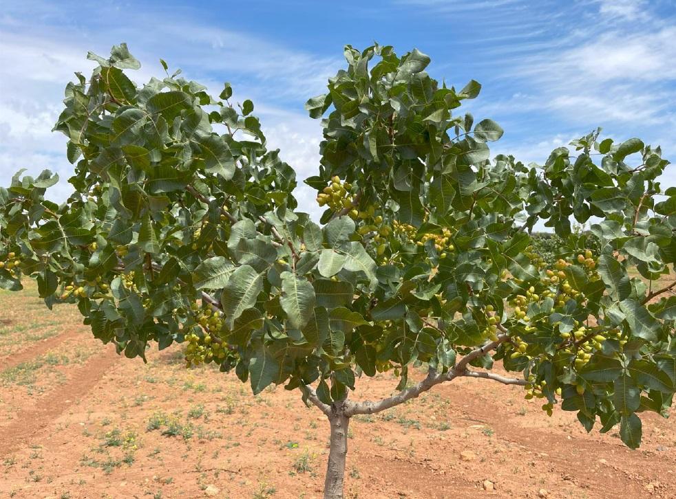 For sale of land in Ciudad Real