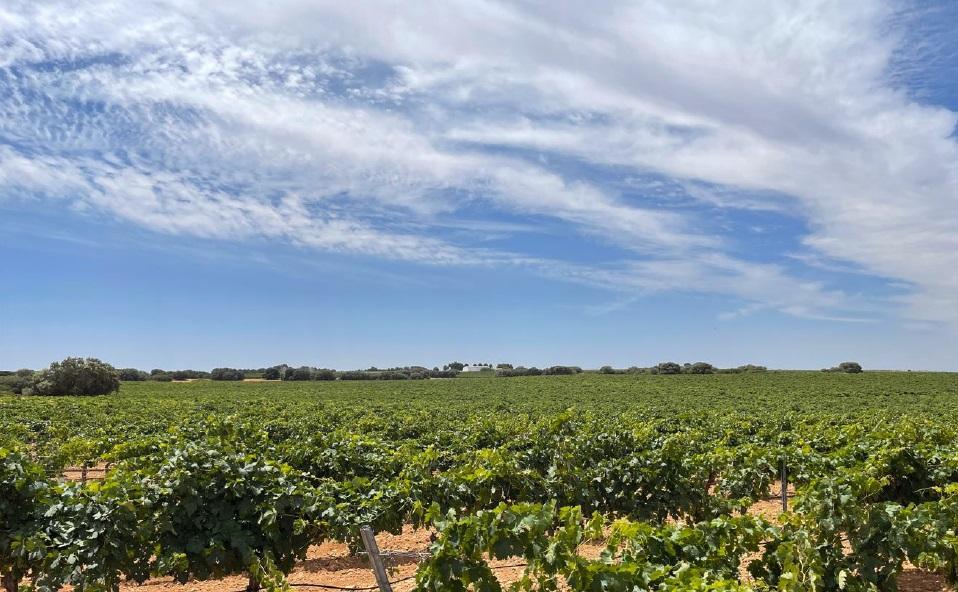 For sale of land in Ciudad Real