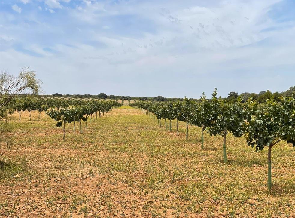For sale of land in Ciudad Real