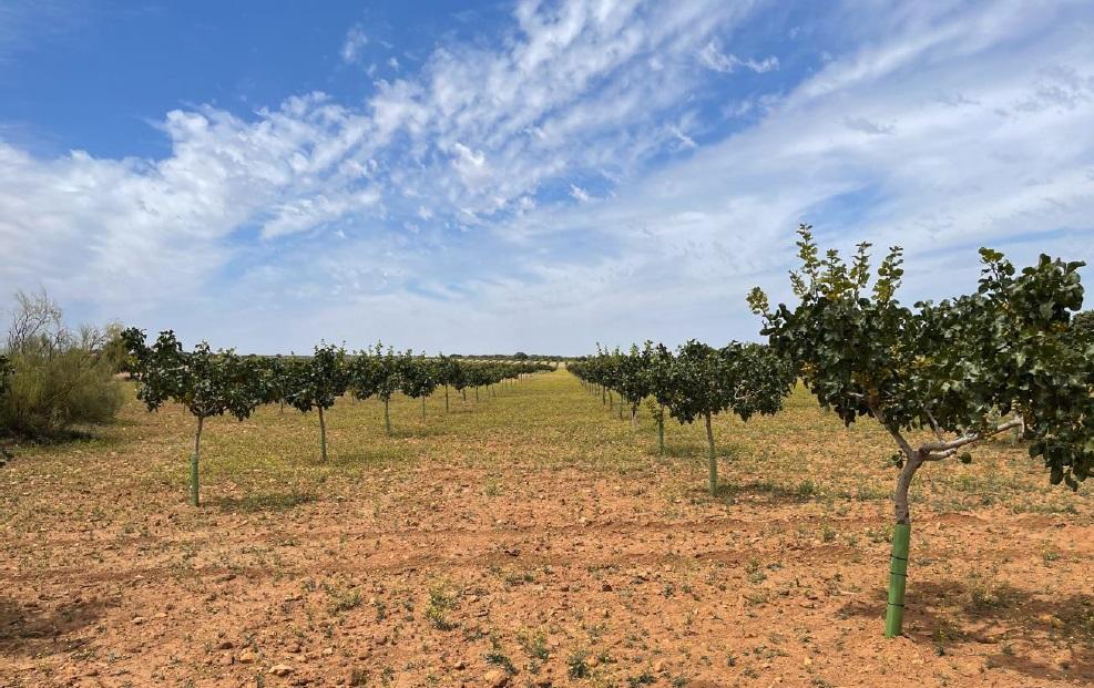 For sale of land in Ciudad Real