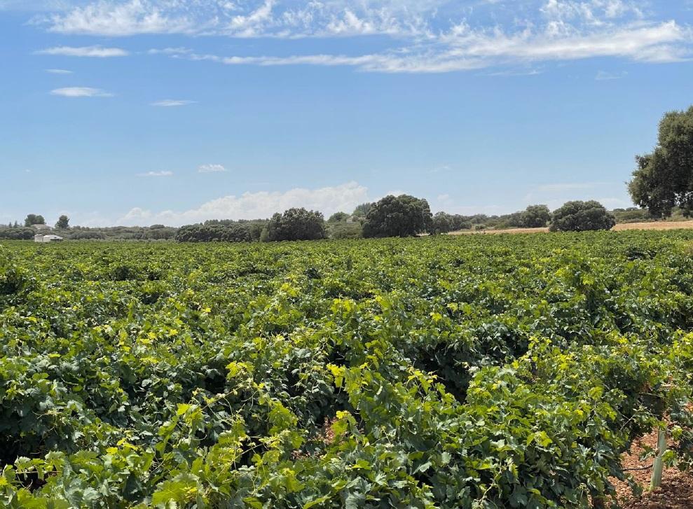 For sale of land in Ciudad Real