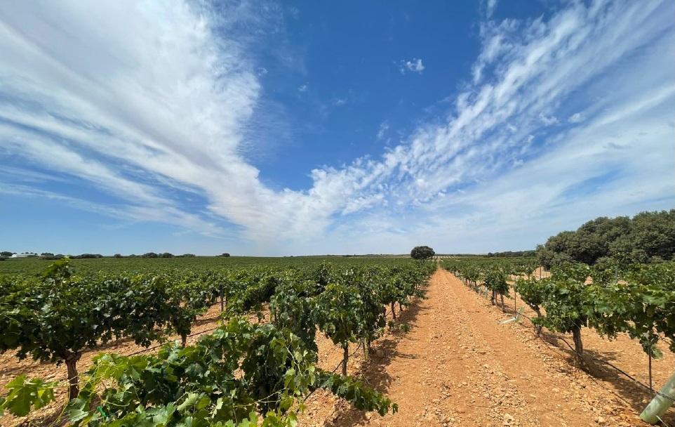 For sale of land in Ciudad Real