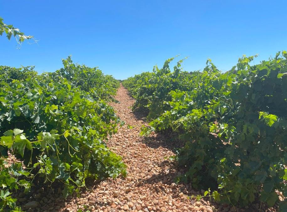 For sale of land in Ciudad Real