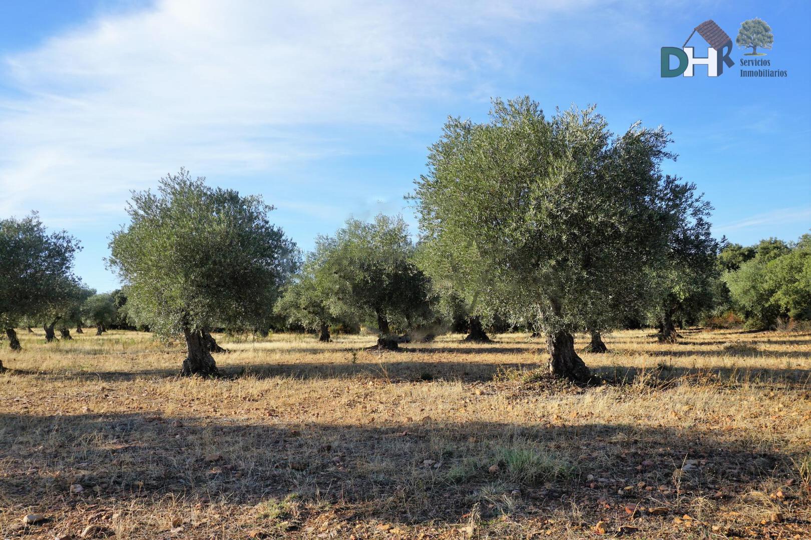 Venta de terreno en Badajoz