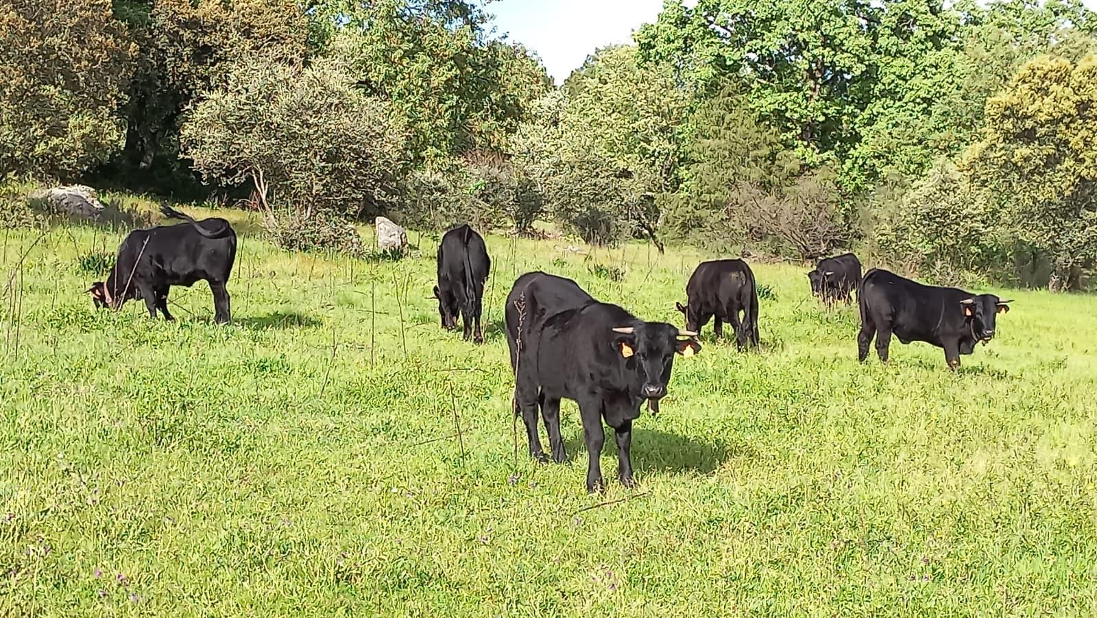 Venta de terreno en Ávila