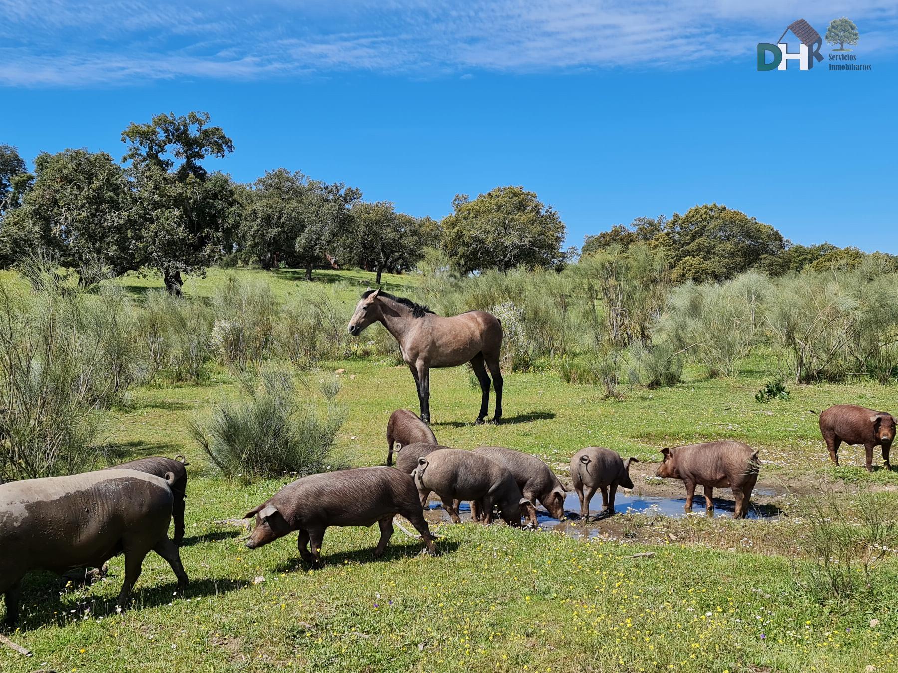 Venta de terreno en Badajoz