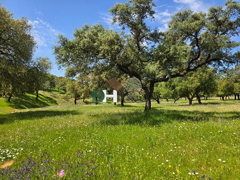 Venta de terreno en Badajoz