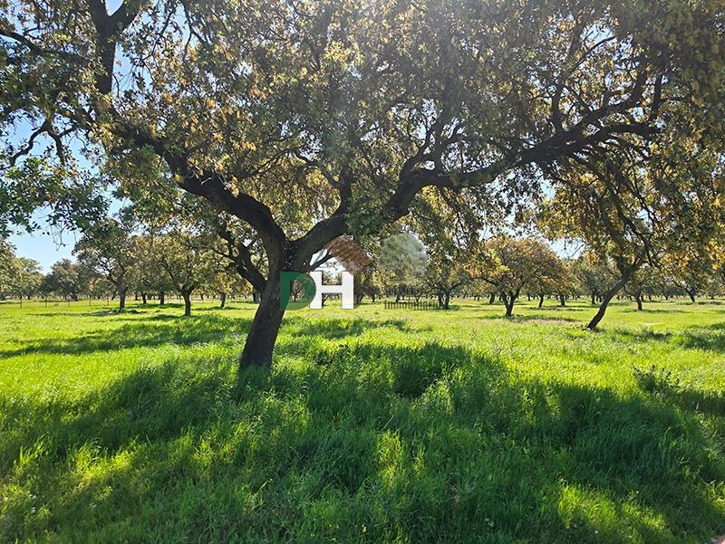 Venta de terreno en Badajoz