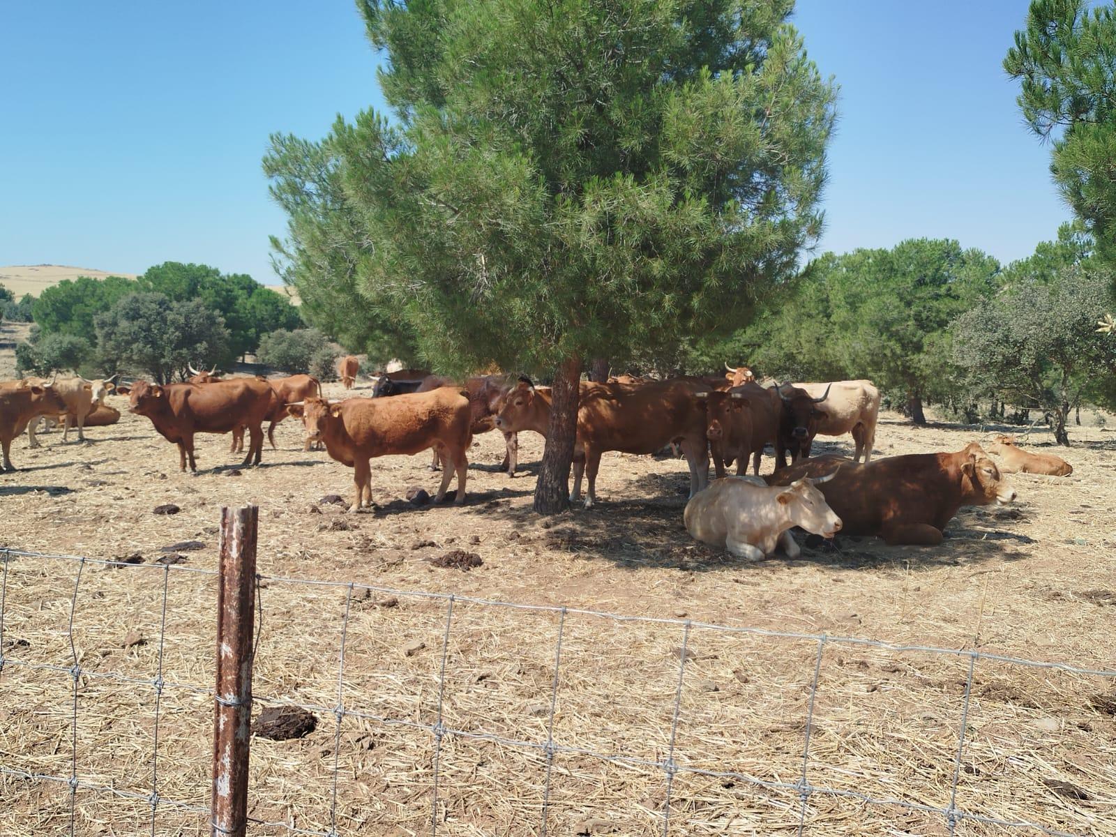Venta de terreno en Badajoz