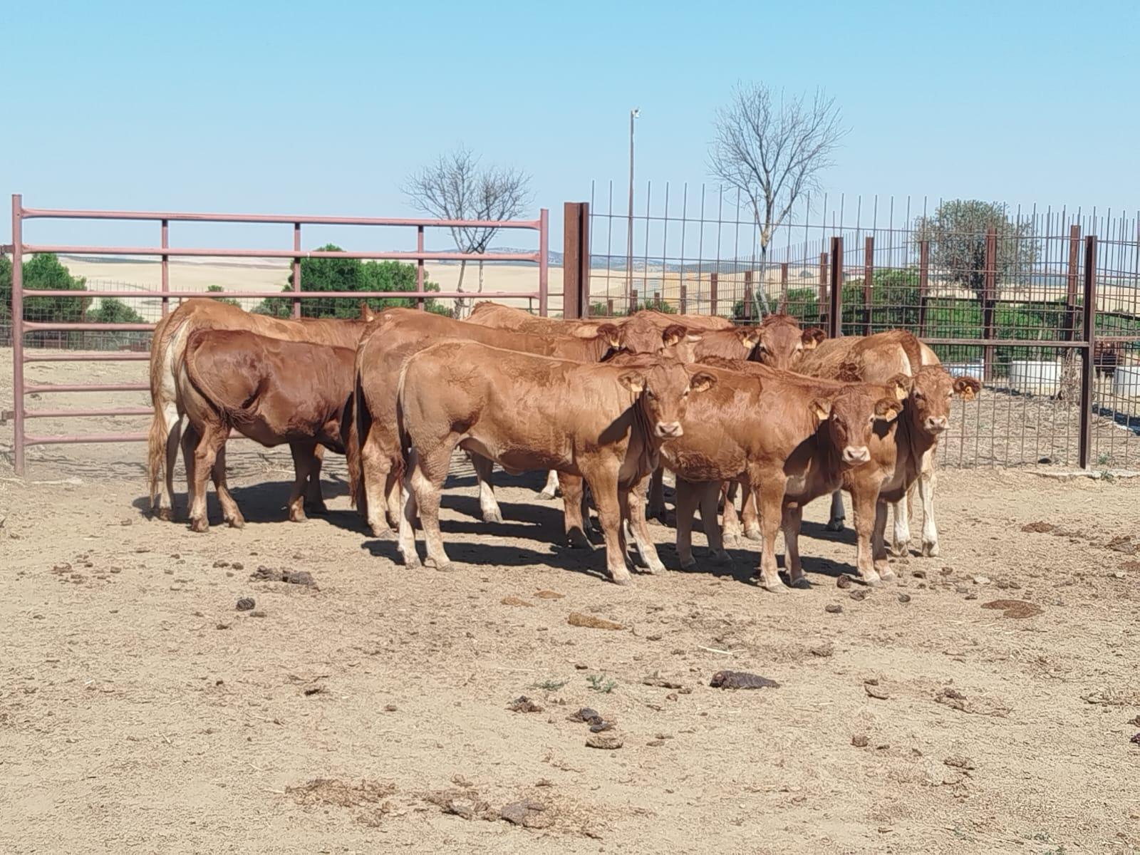 Venta de terreno en Badajoz