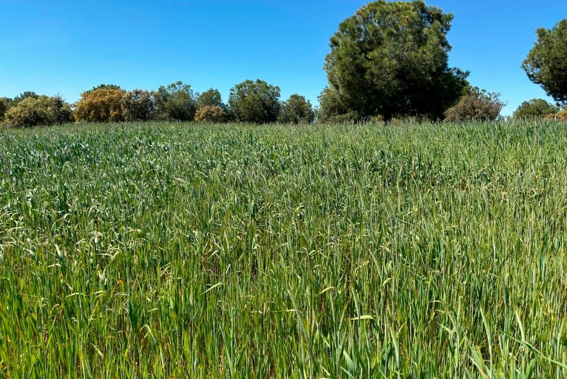 Venta de terreno en Badajoz