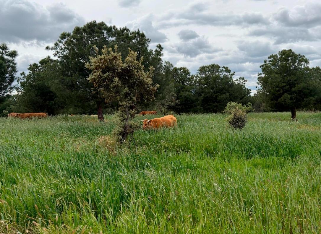 Venta de terreno en Badajoz