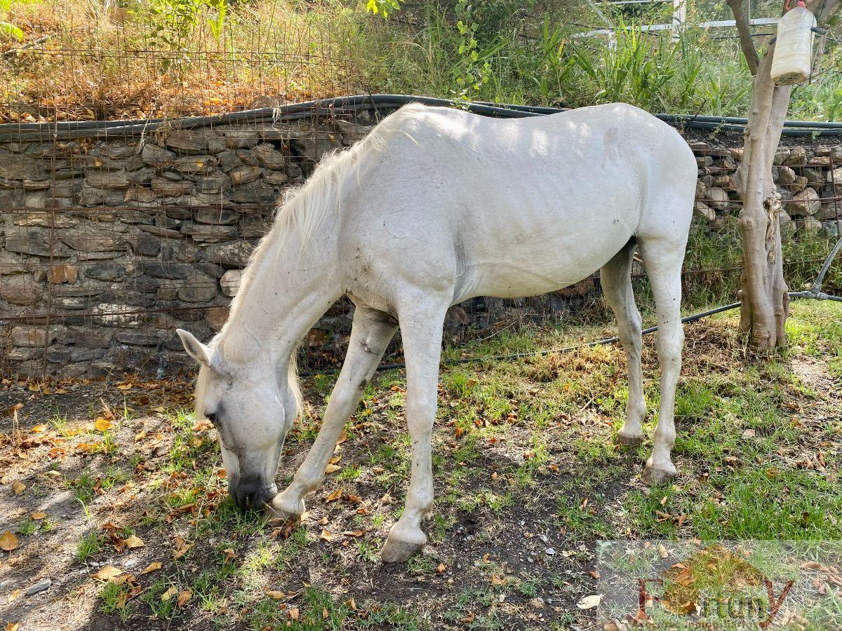 Venta de finca rústica en Torvizcón