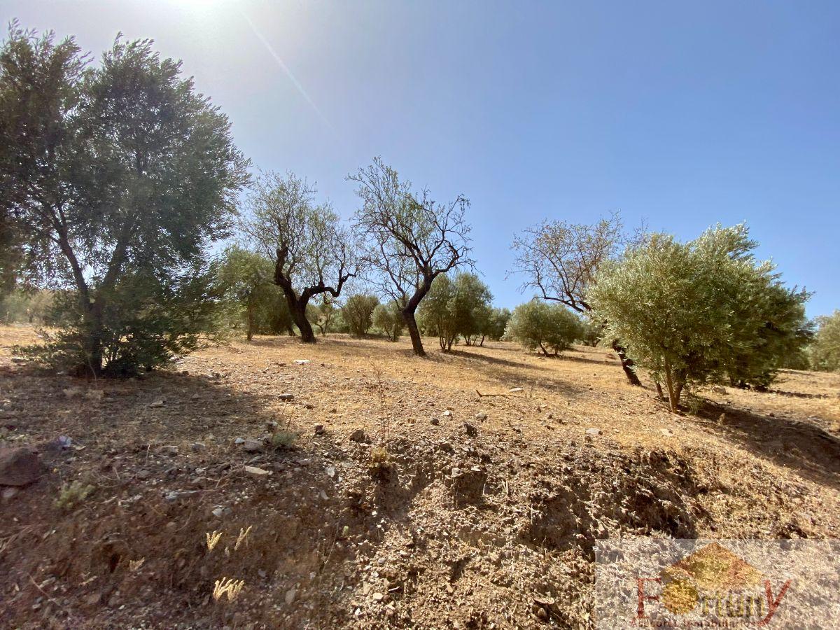 Venta de finca rústica en Torvizcón