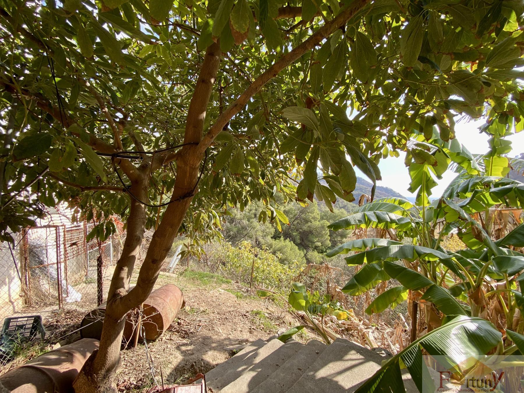 Venta de finca rústica en La Herradura