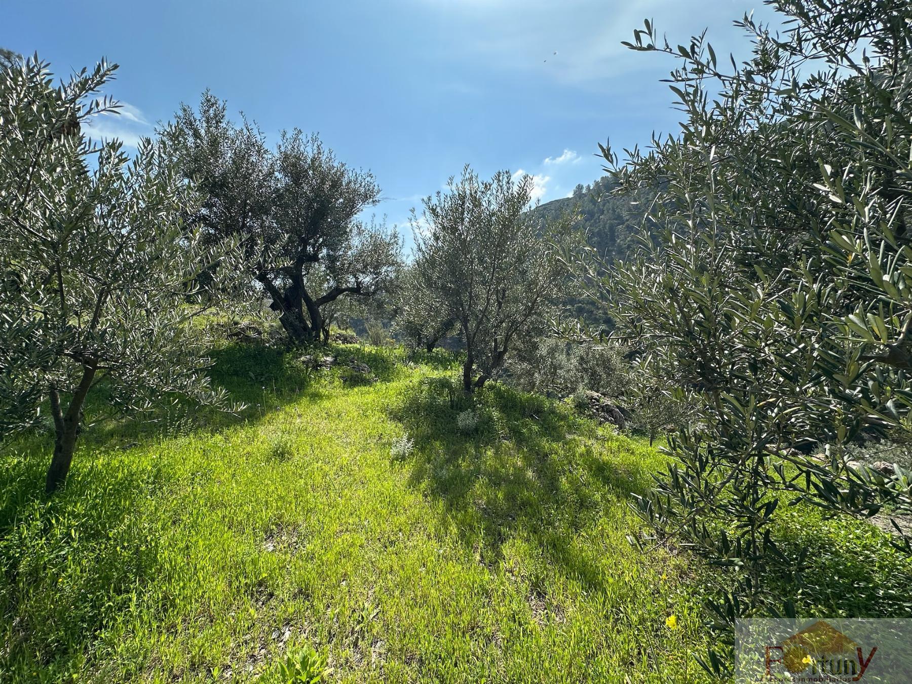 Venta de finca rústica en Otívar