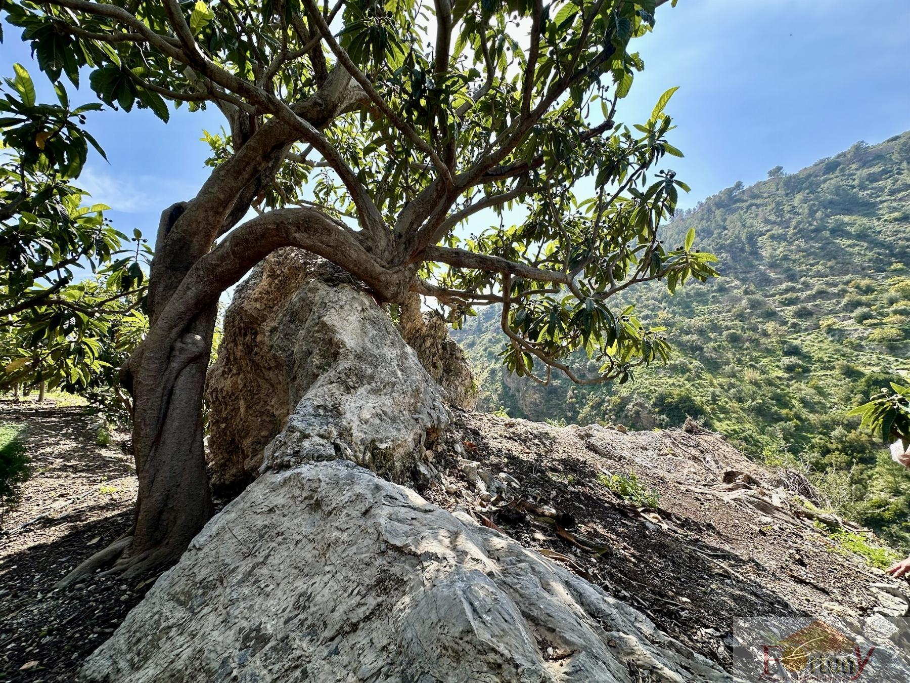 Venta de finca rústica en Otívar