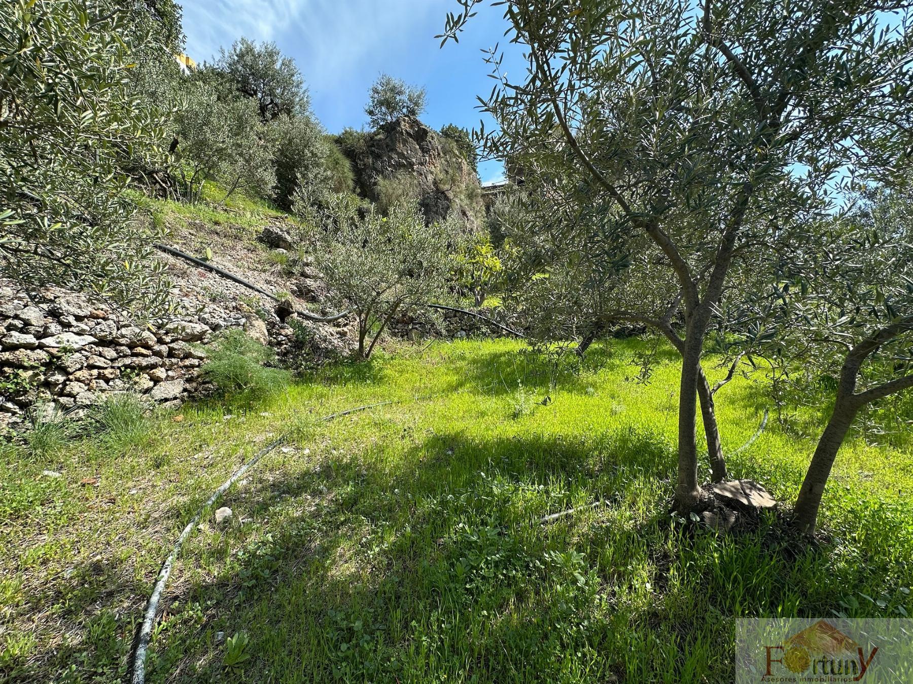 Venta de finca rústica en Otívar