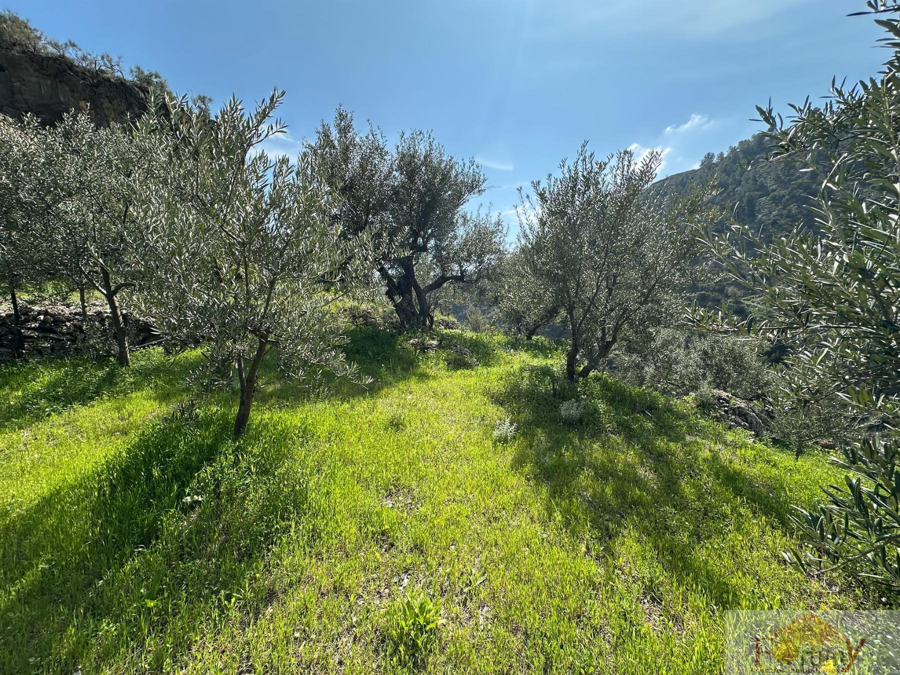 Venta de finca rústica en Otívar