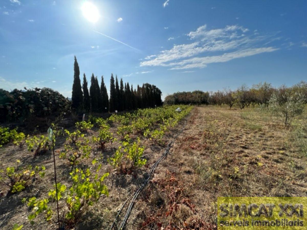 Venda de finca rústica a Cantallops