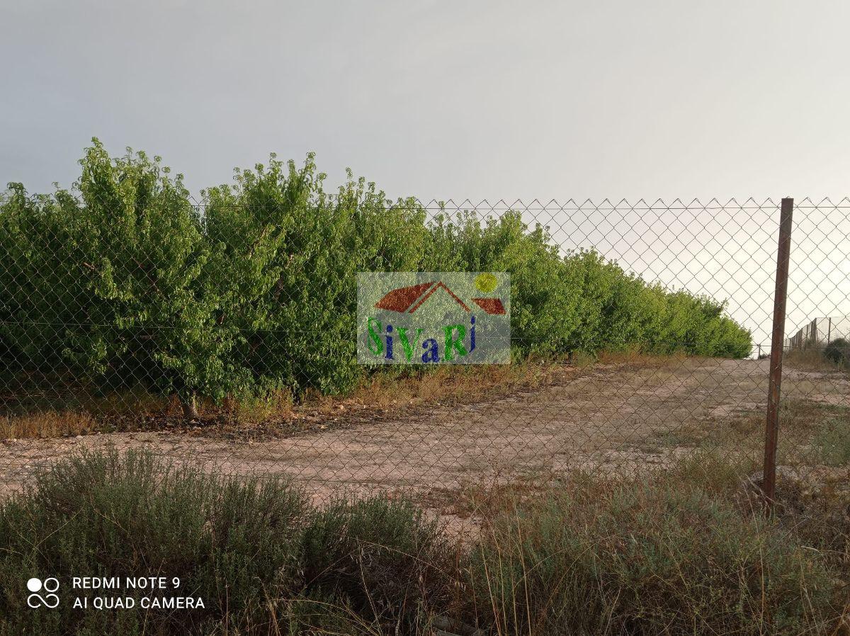 Venta de finca rústica en Montealegre del Castillo