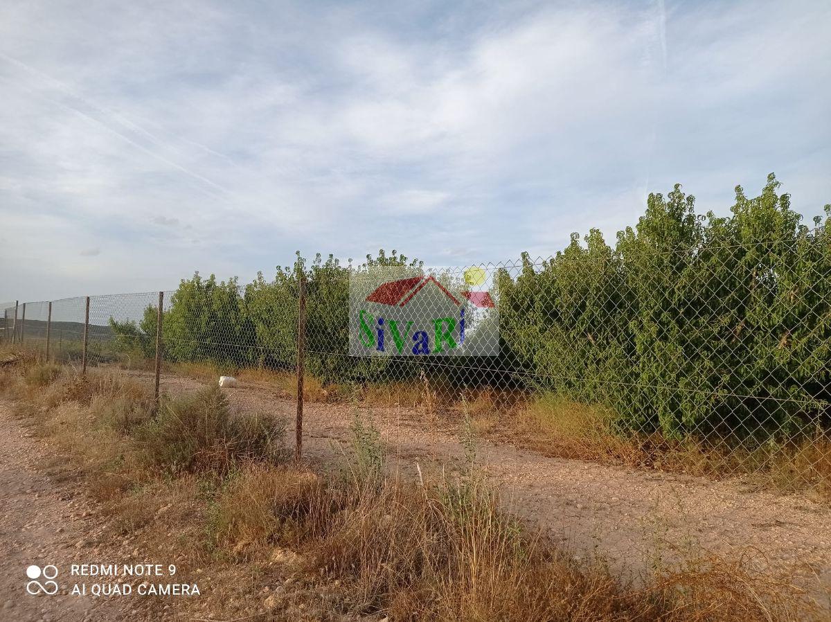 Venta de finca rústica en Montealegre del Castillo