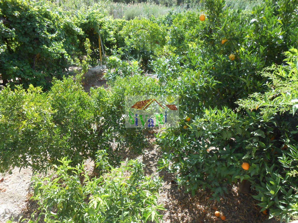 Venta de finca rústica en Abarán