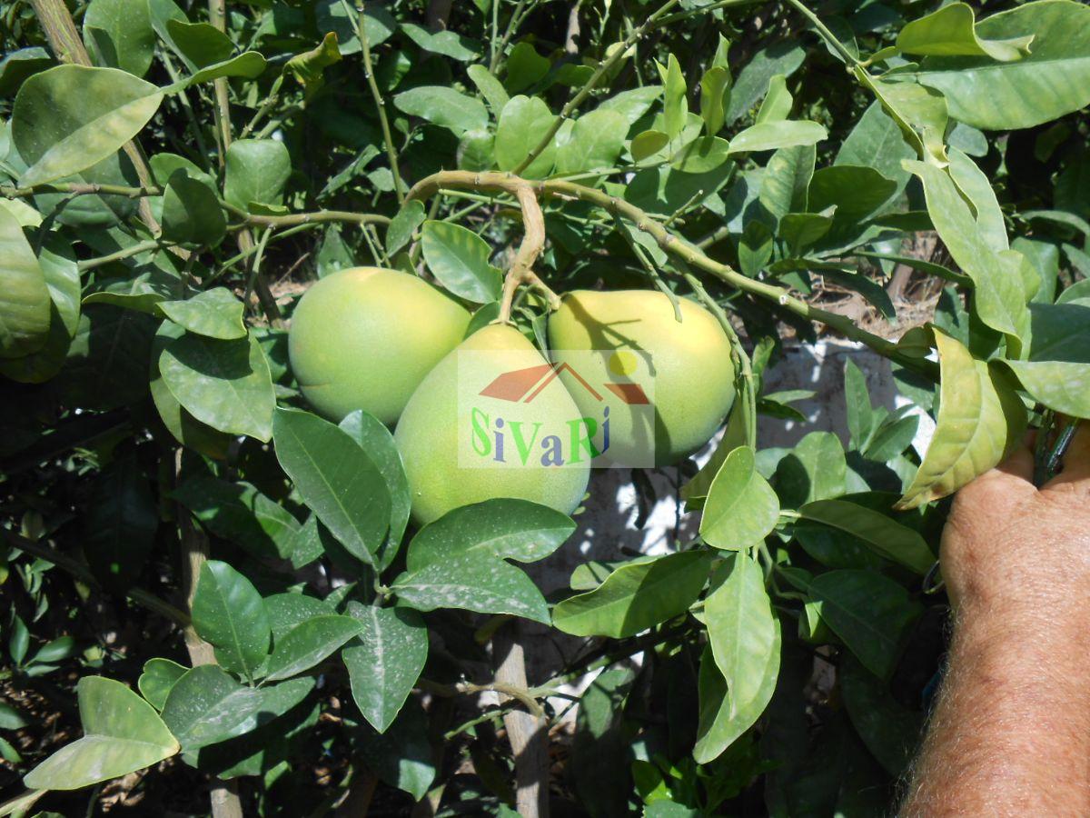 Venta de finca rústica en Abarán