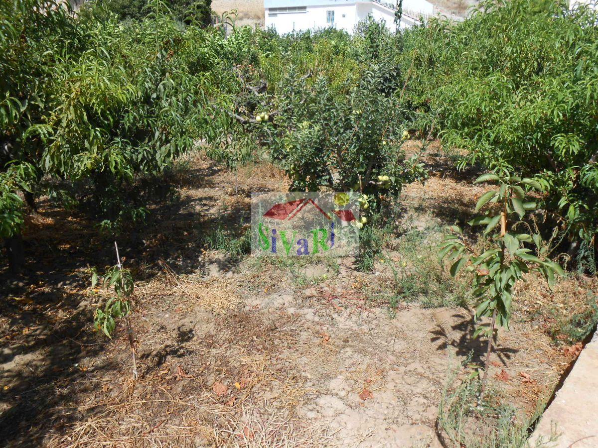 For sale of rural property in Abarán