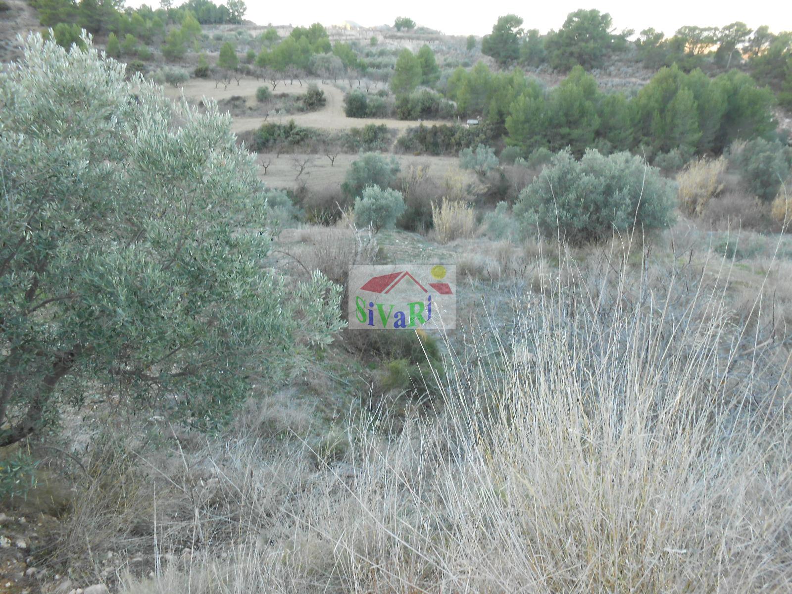 For sale of land in Ricote