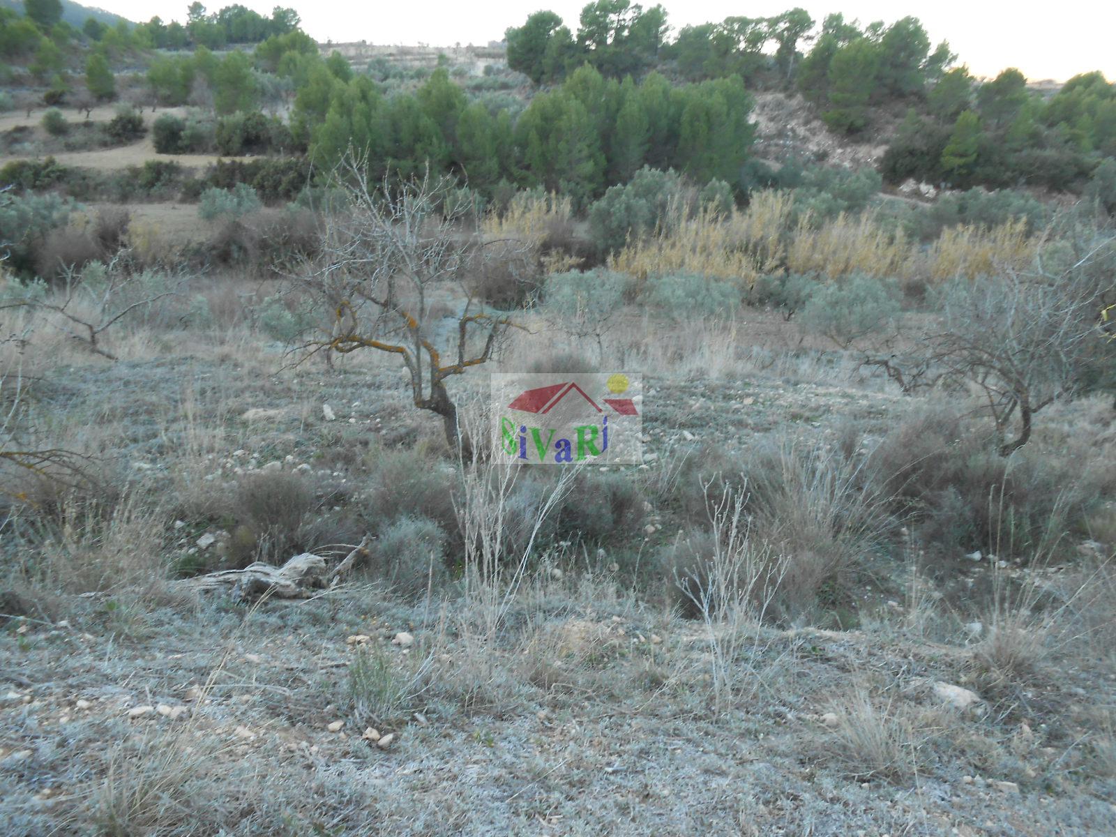 For sale of land in Ricote