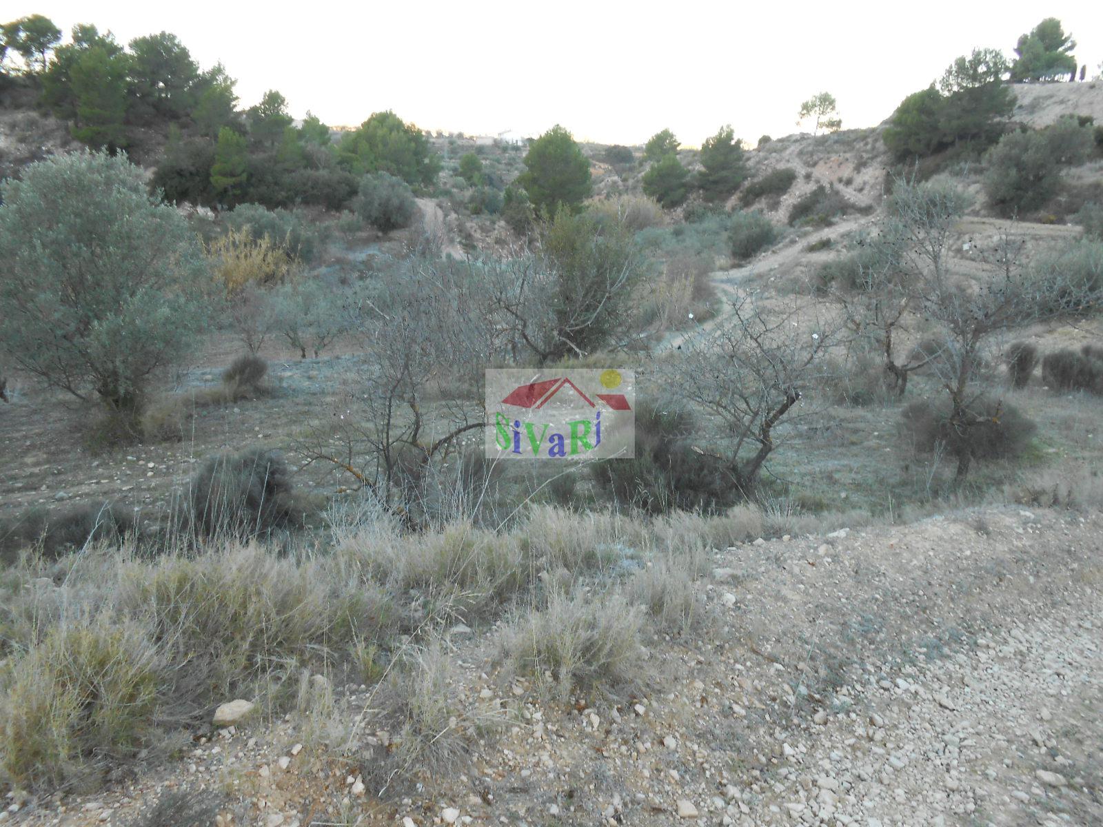 For sale of land in Ricote