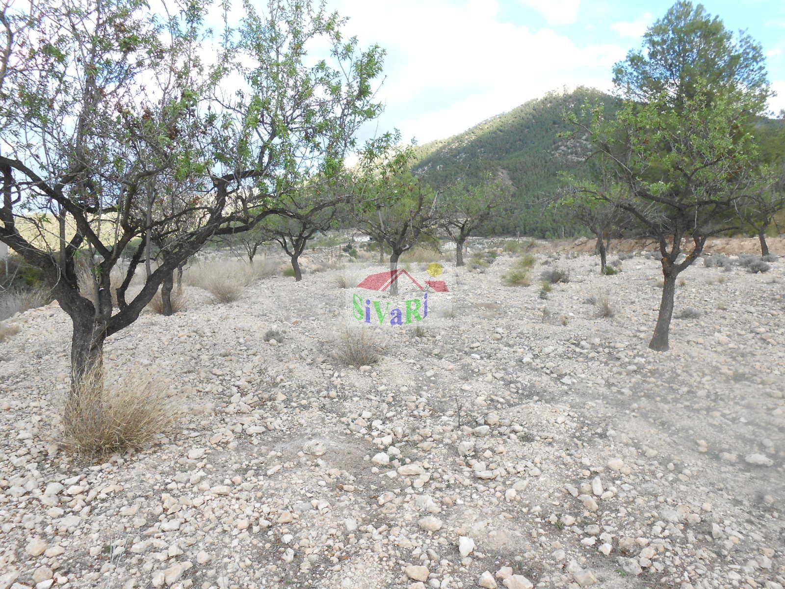 Venta de finca rústica en Ricote