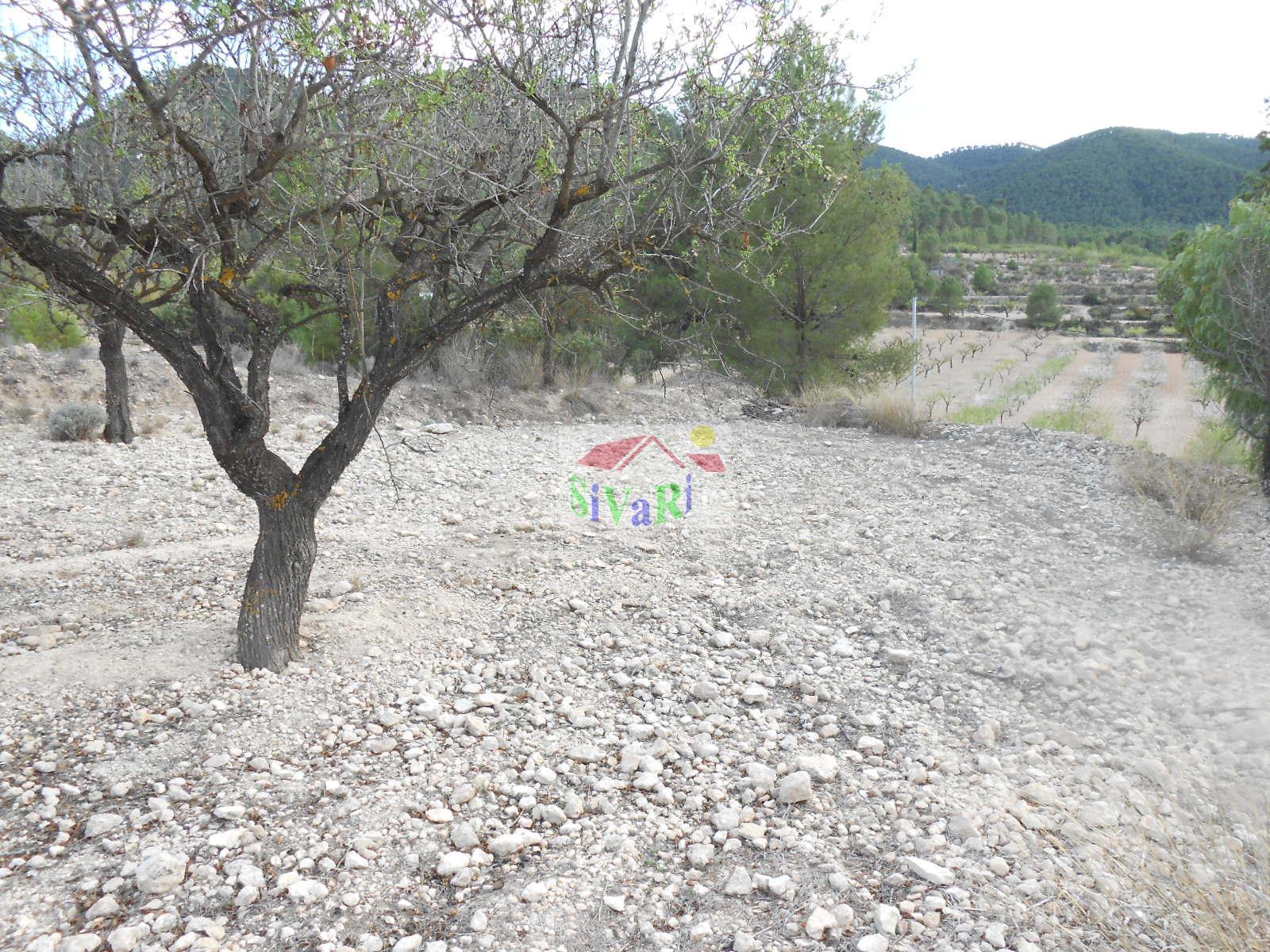 For sale of rural property in Ricote