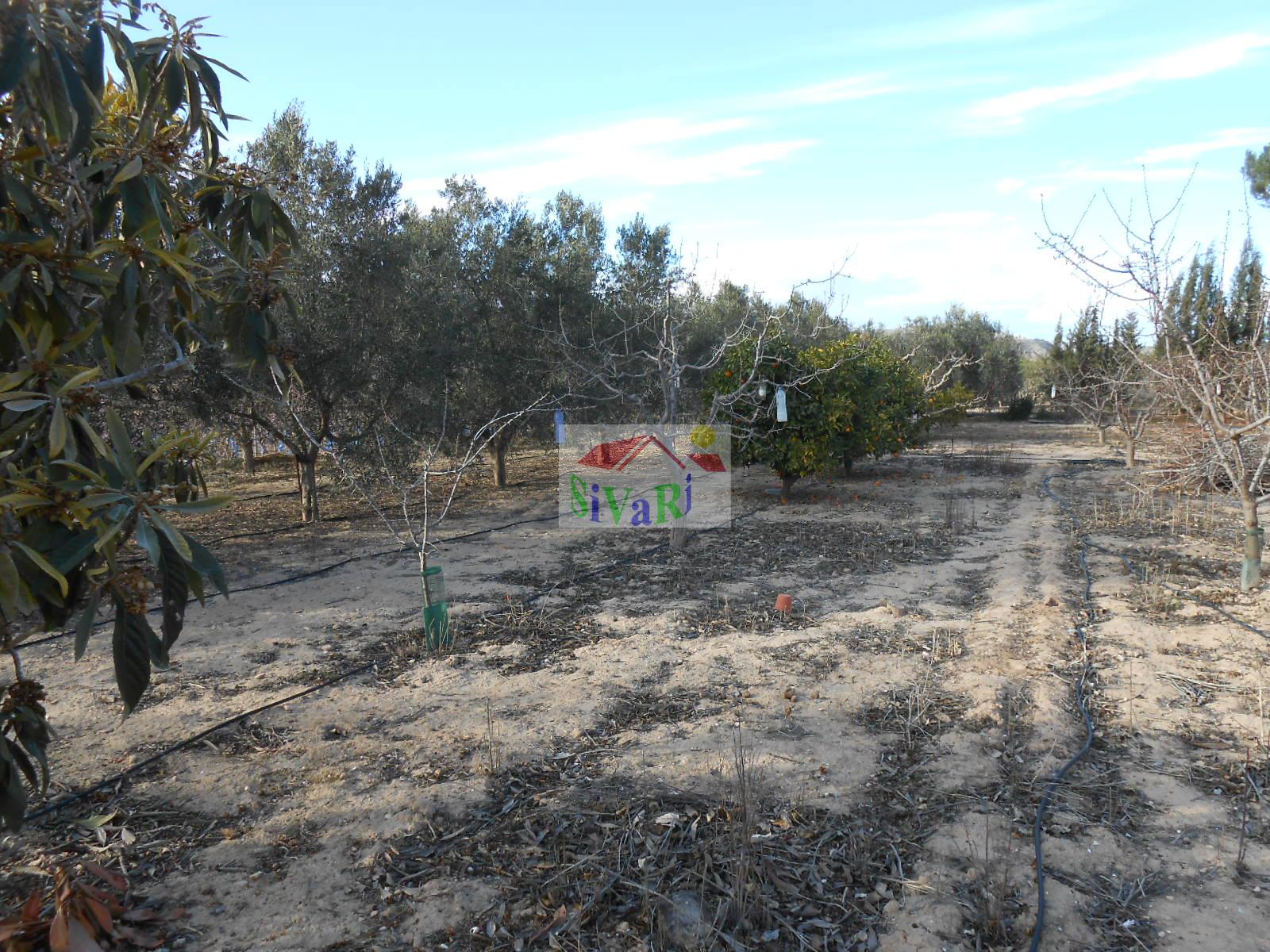 For sale of house in Abarán