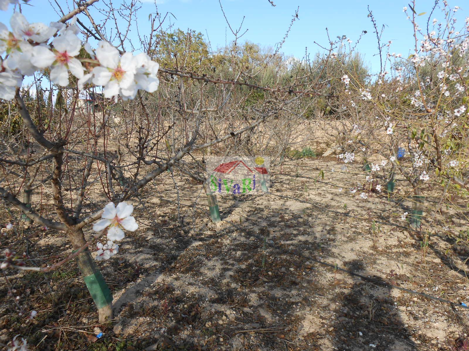 For sale of house in Abarán