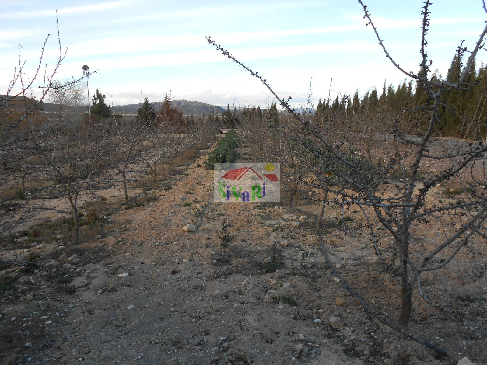 For sale of house in Abarán