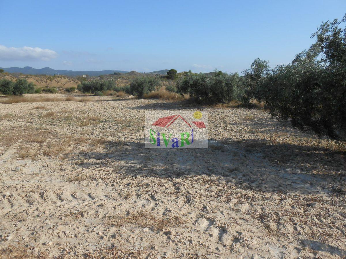 For sale of land in Cieza