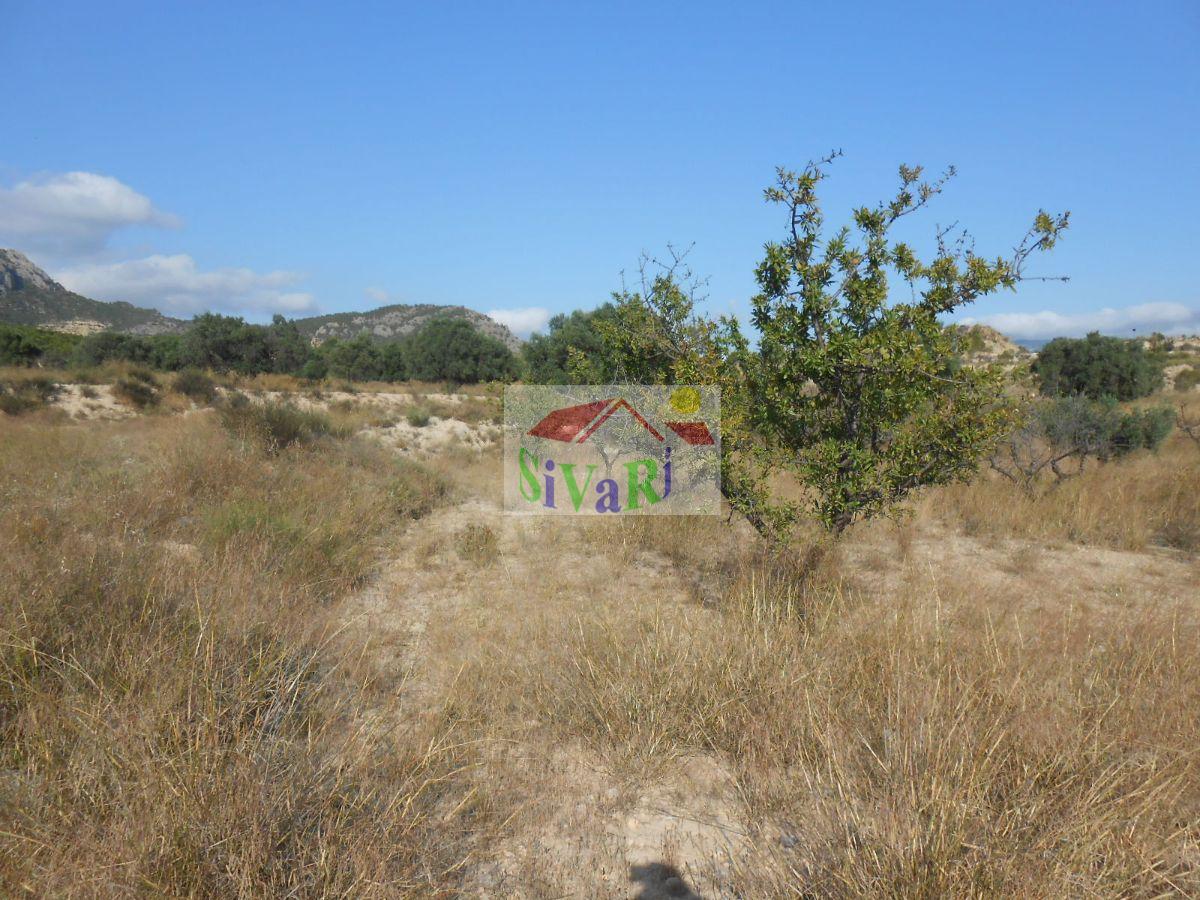 For sale of land in Cieza