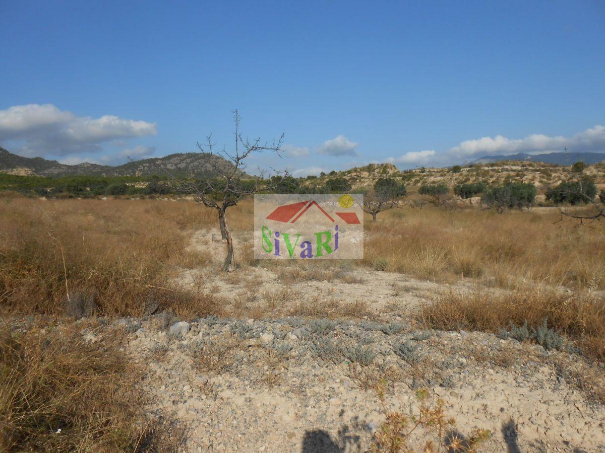 For sale of land in Cieza