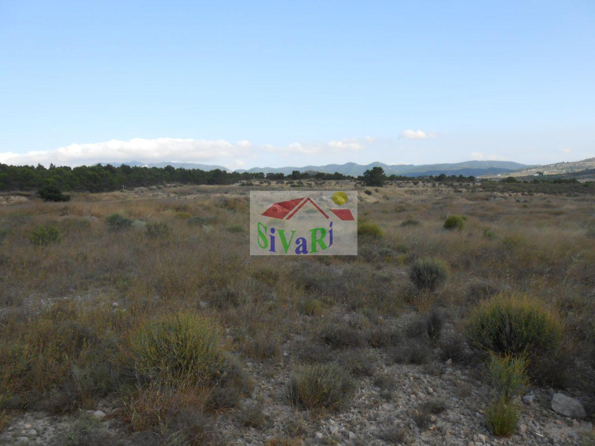 For sale of land in Cieza