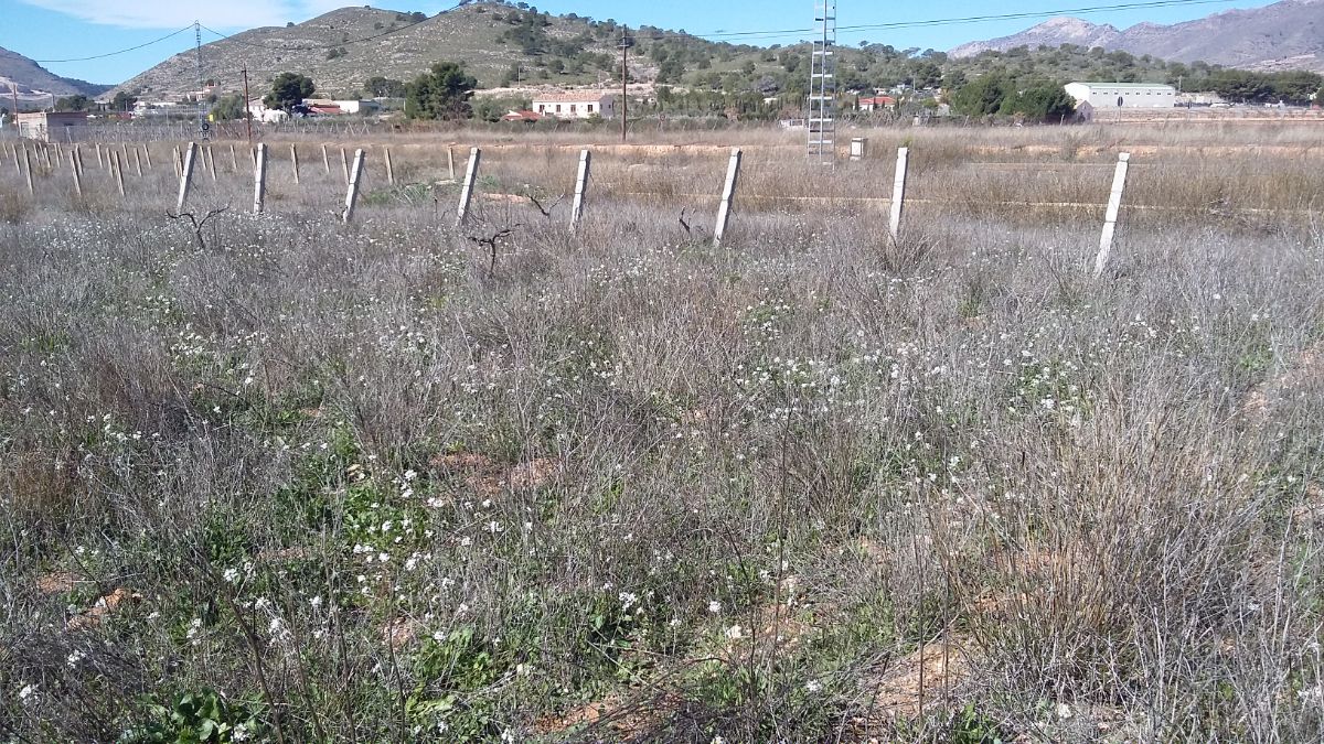 Vente de terrain dans Hondón de las Nieves