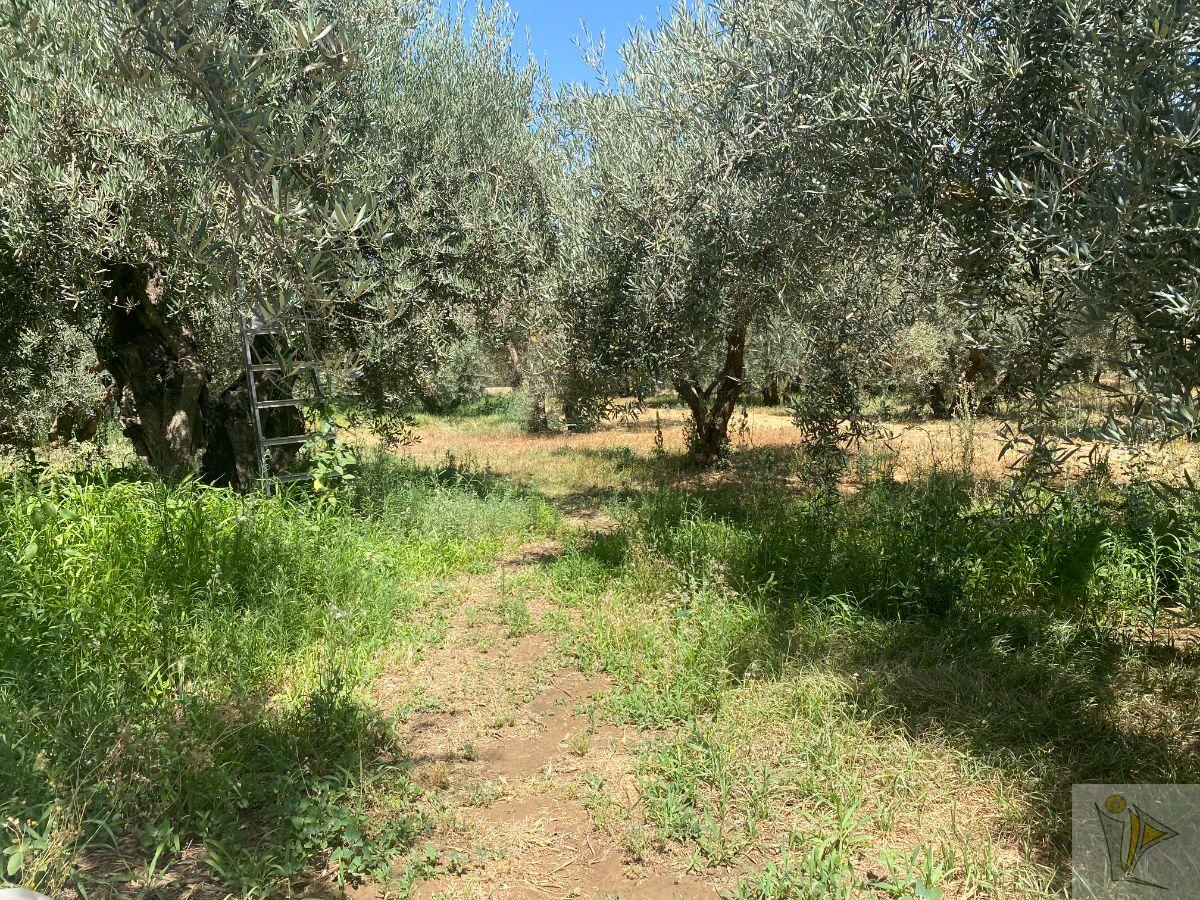 For sale of rural property in Ogíjares