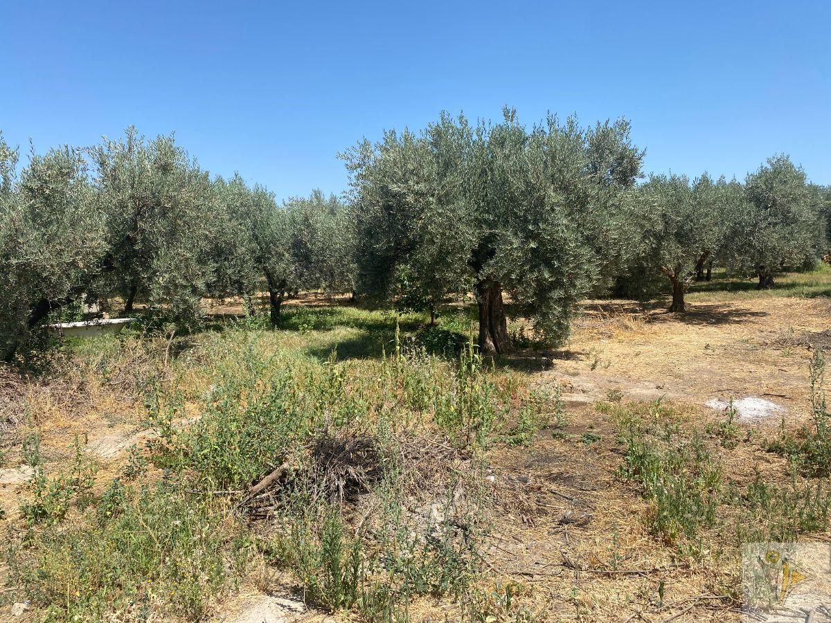 For sale of rural property in Gójar