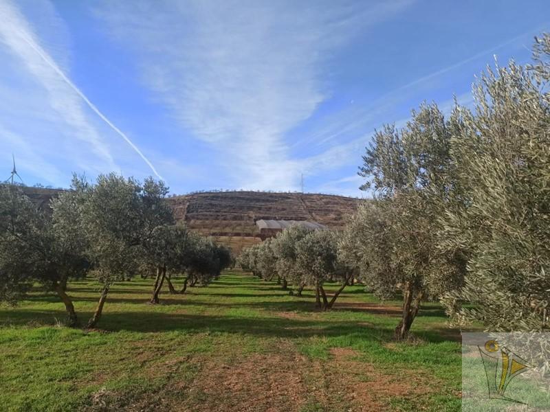 For sale of rural property in Nigüelas