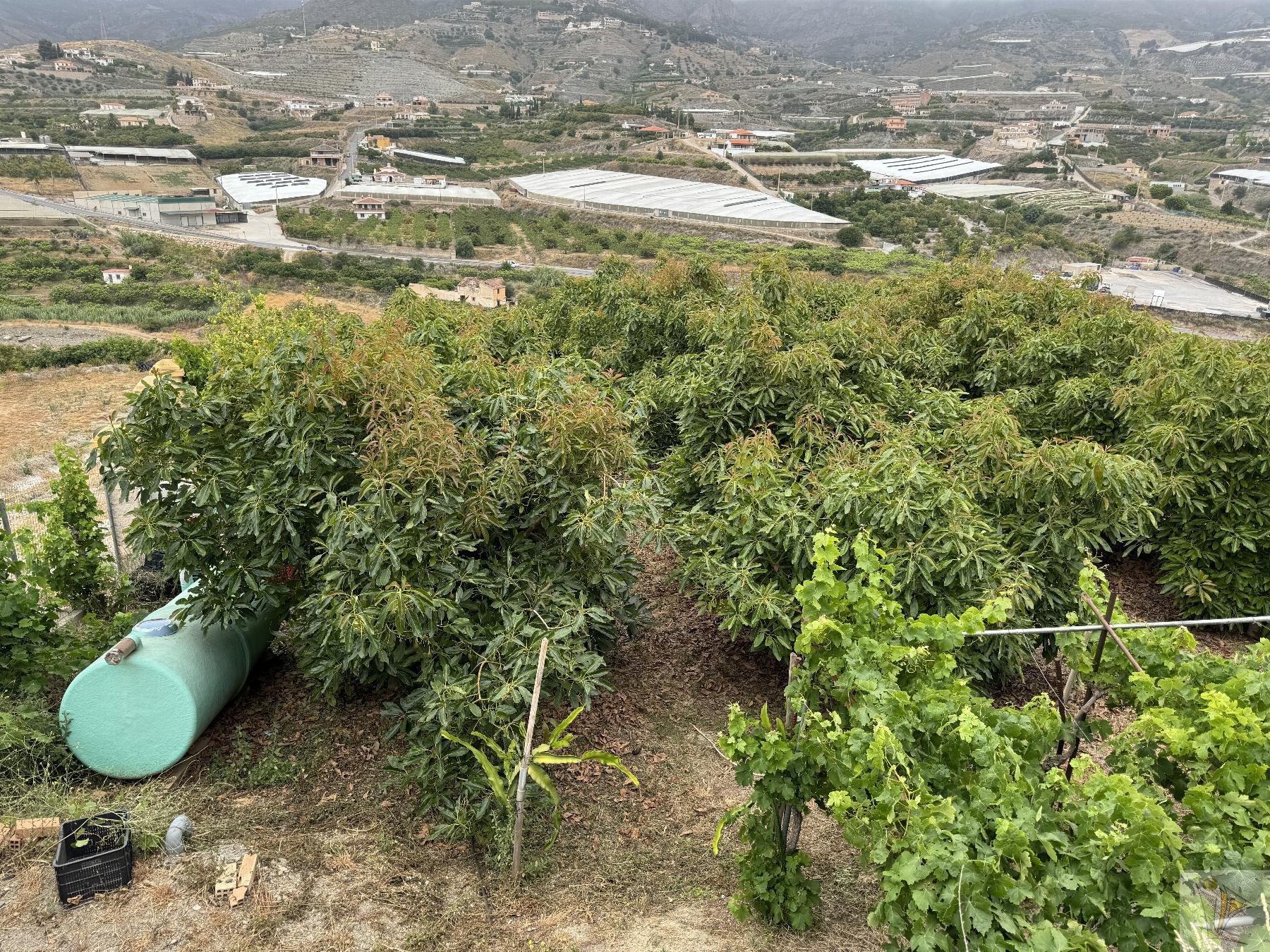 Venta de finca rústica en Molvízar