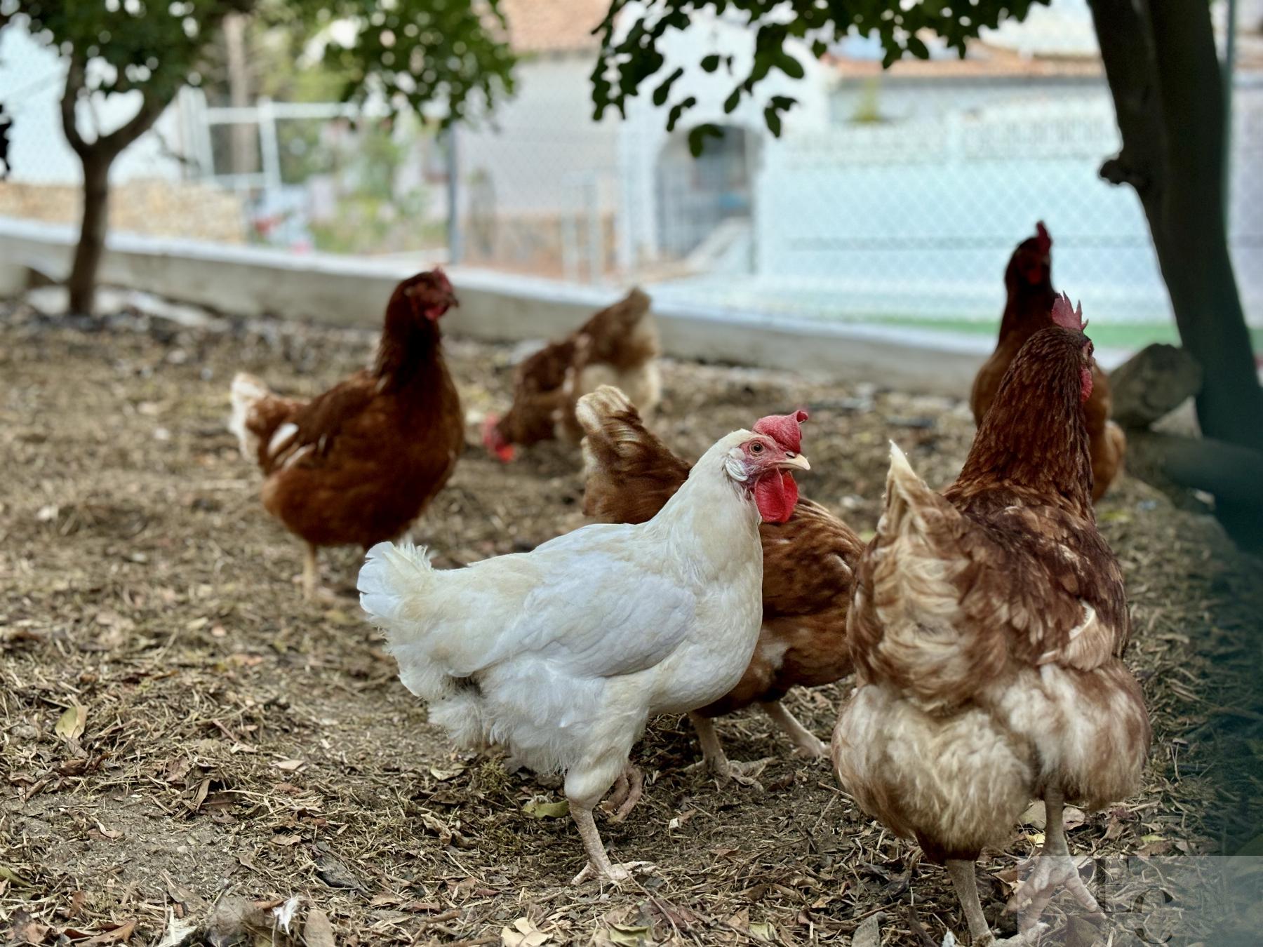 For sale of house in El Campello