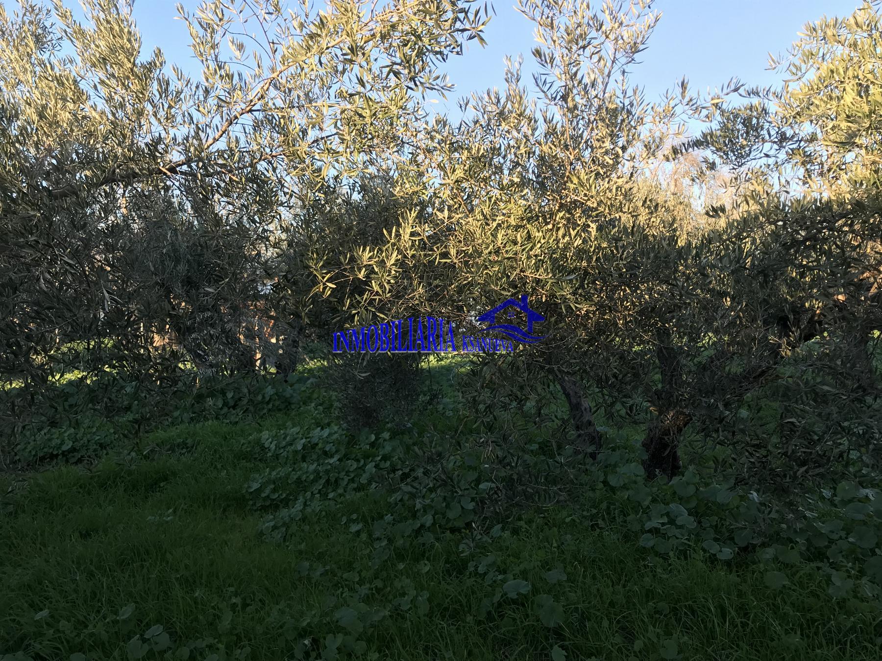 Venta de finca rústica en Córdoba