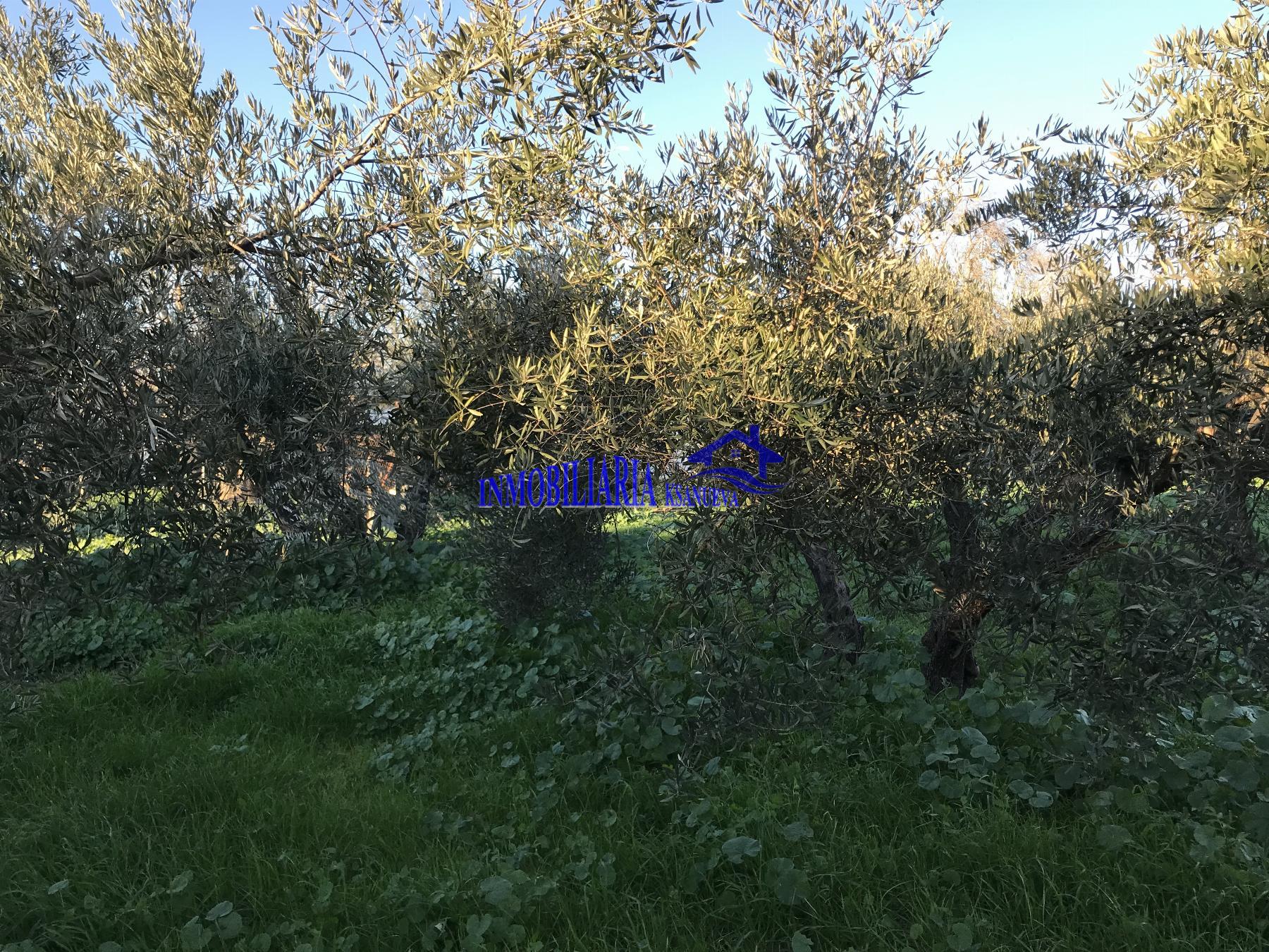 Venta de finca rústica en Córdoba